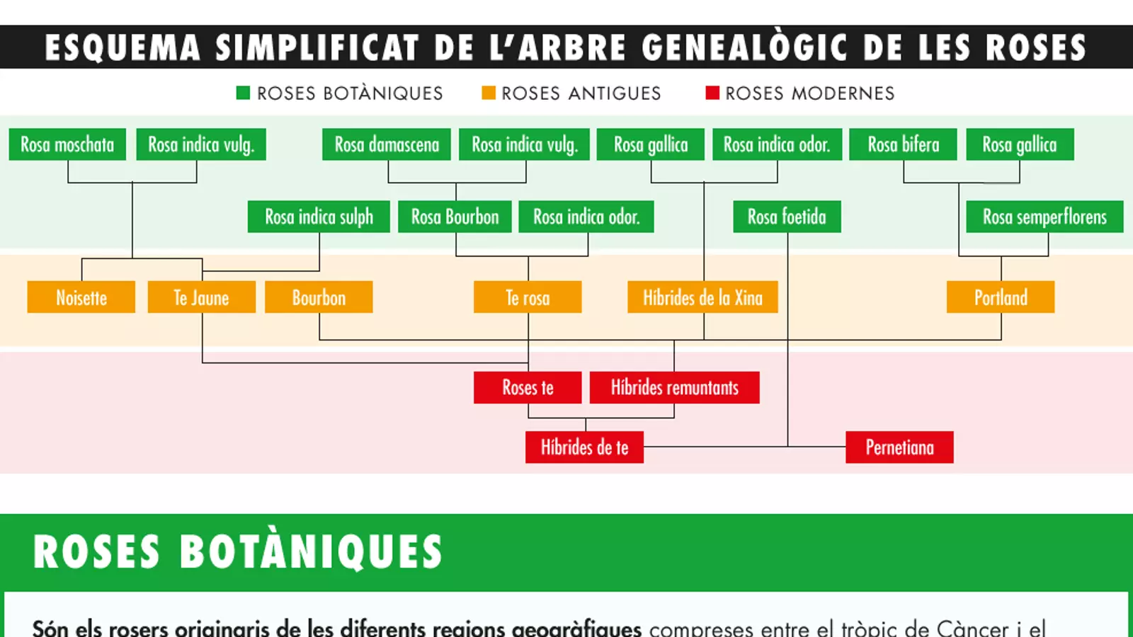 La classificacio de les roses