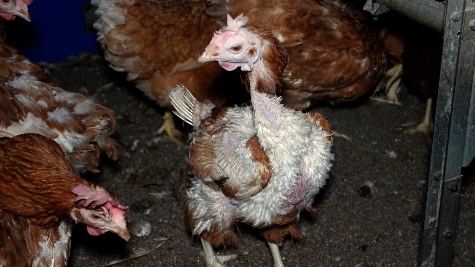 Una gallina raquítica.