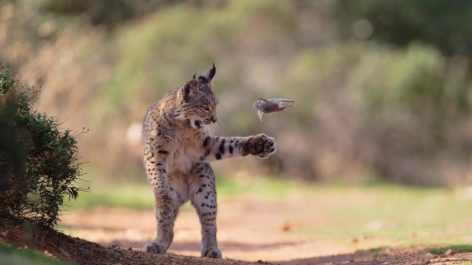 Iberian lynx - Spain - Andalusia
A trip in November 2024 took me to Spain.  There I was able to photograph the Iberian lynx. I was lucky and was able to photograph a young lynx playing while it had caught a rat. The lynx kept throwing them into the air an