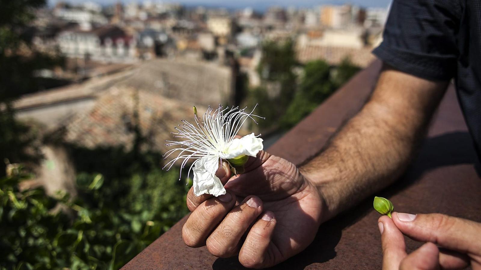 Evarist March és botànic i cada setmana surt a descobrir noves plantes per utilitzar-les a la cuina.