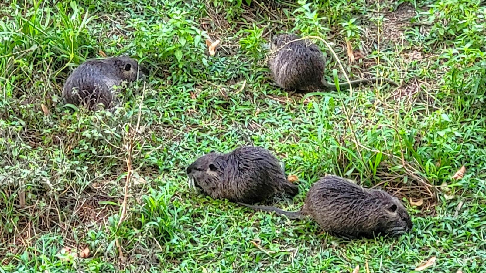 Nutria on the bank of the Onyar.