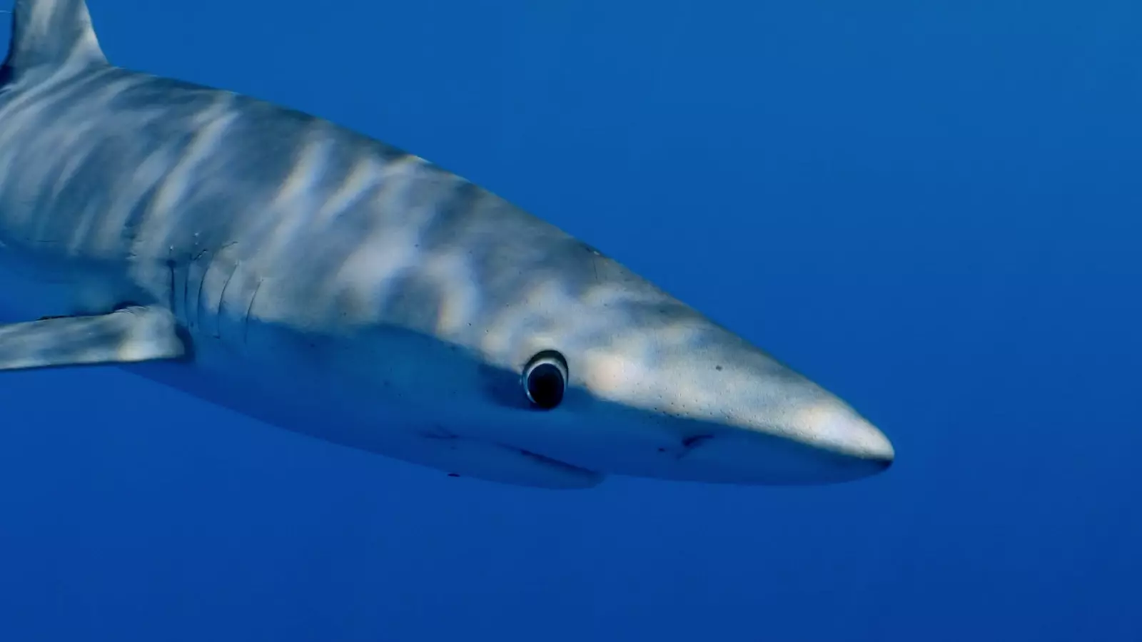 Vídeo de l'entitat Shark Med.
