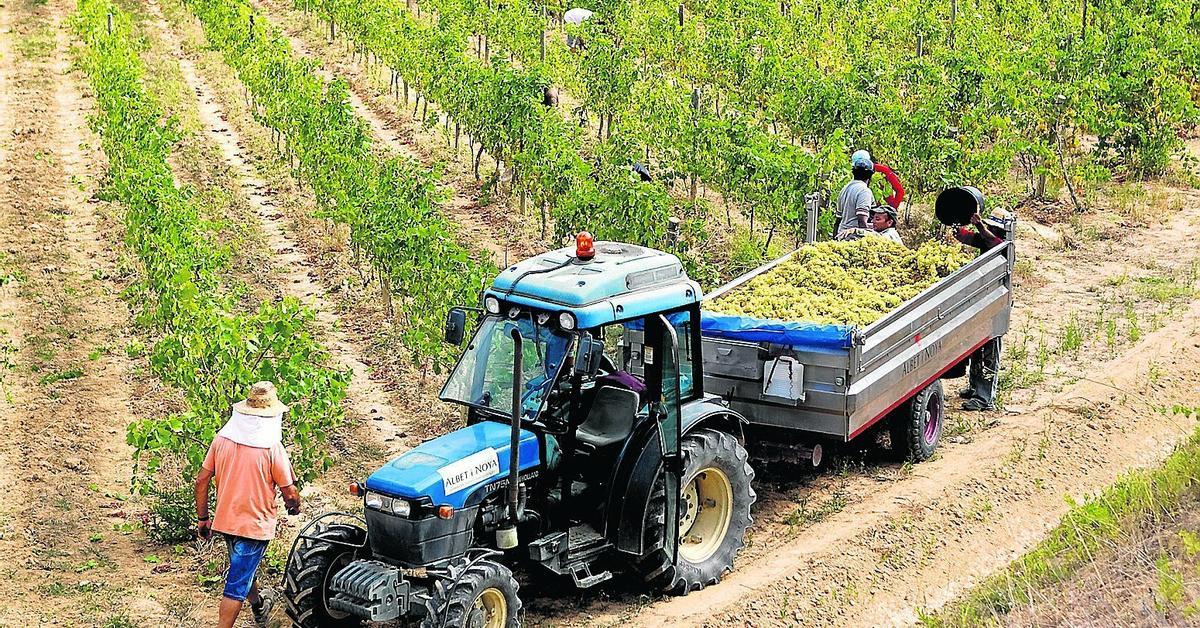 Ecological farmers, on war against the new stamp of the Generalitat