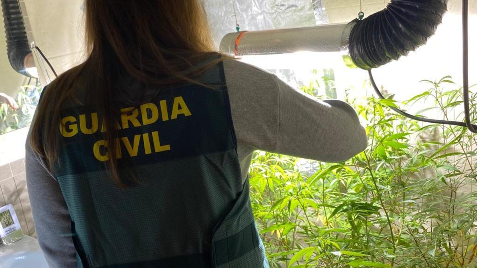 Els agents de l'institut armat han analitzat i confiscat la plantació interior trobada a Son Parc.