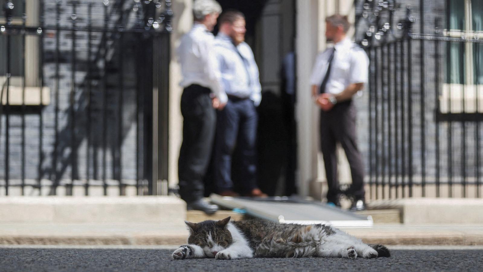 Larry, the cat of Downing Street, dozing at Downing Street this Sunday.