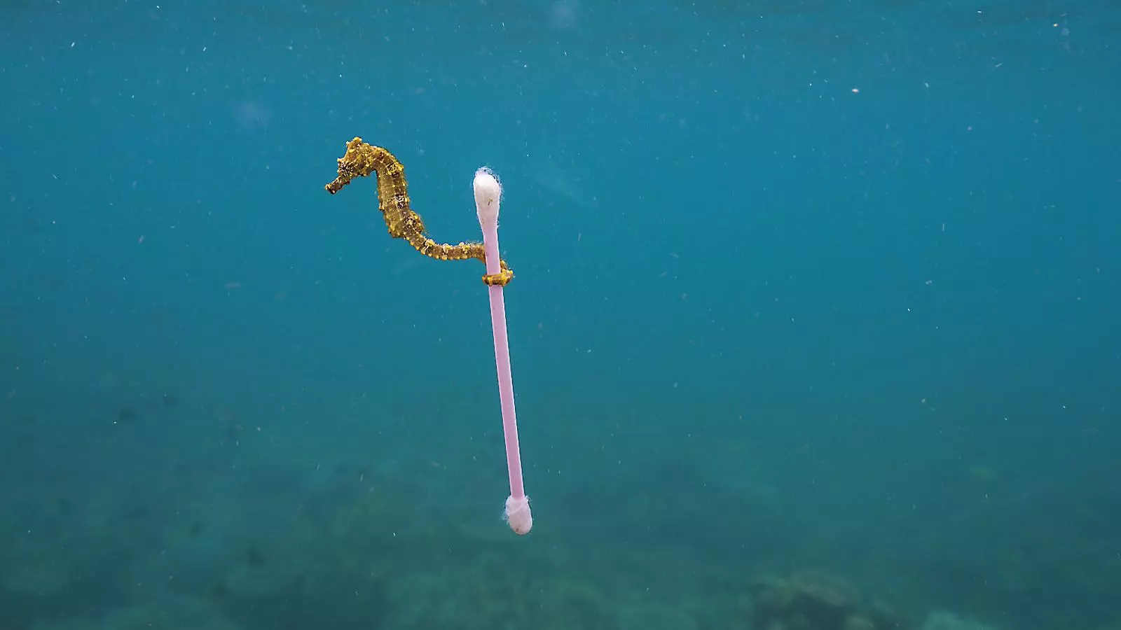 2050: més plàstics que peixos a la mar