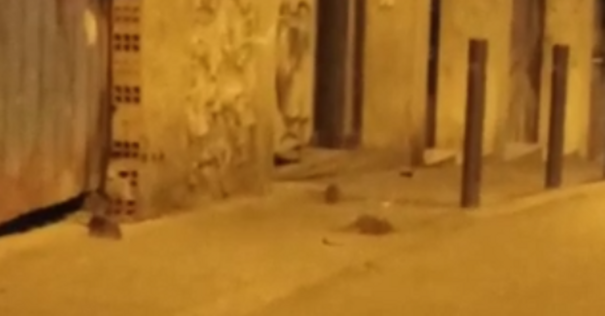 Una plaga de ratas infecta un solar del barrio de Gràcia, al lado de ...