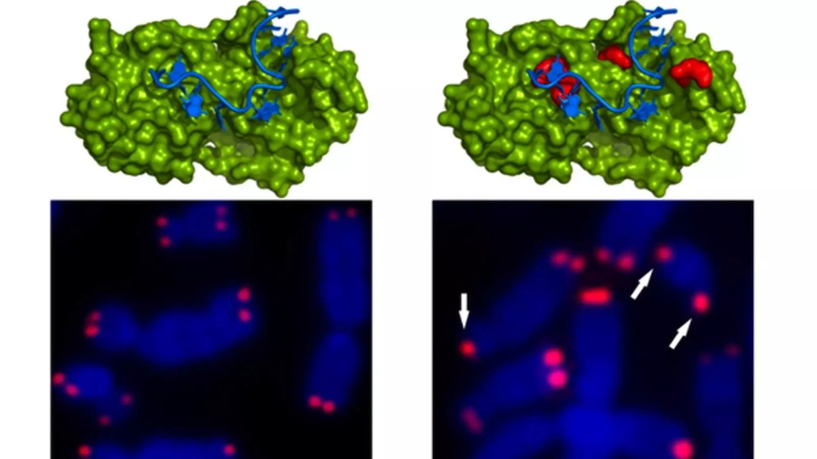 En la primera imatge s'observa en vermell hi ha dos telòmers a cada extrem del cromosoma mentre que a la segona imatge, on ja s'ha produït la mutació, només hi ha un telòmer en molts cromosome / HOSPITAL CLÍNIC / ACN