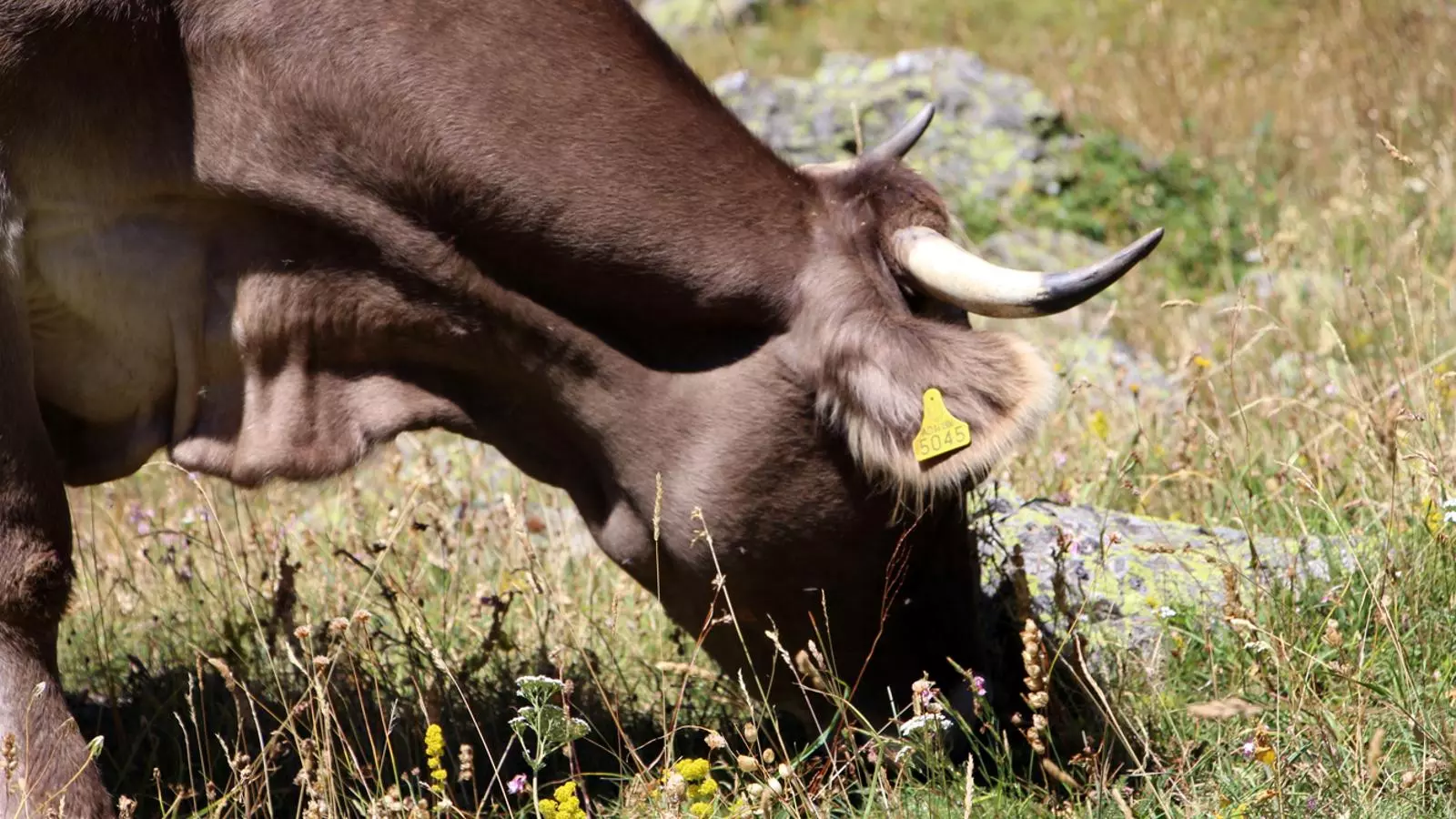 Benedicció del bestiar a la vall de Rialb. / T. N. (ANA)