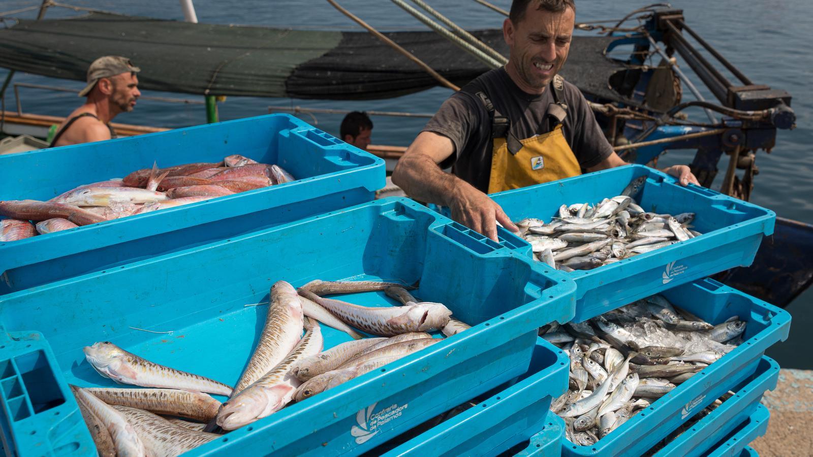 Imatge de barques de pesca al port de Palamós.