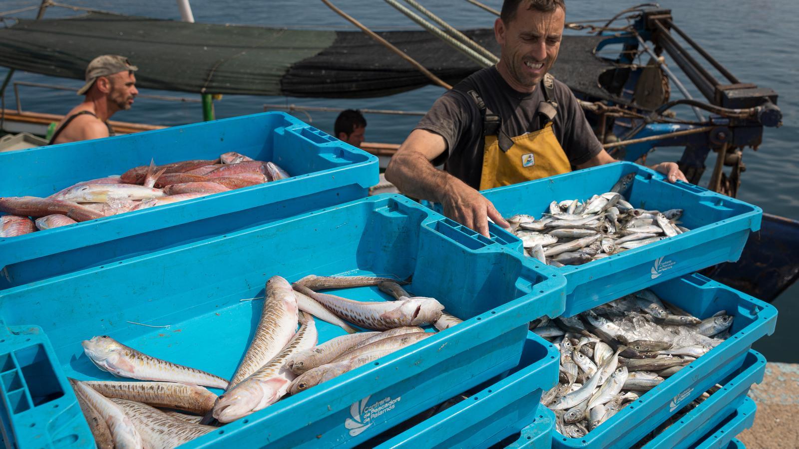 Imatge de barques de pesca al port de Palamós.