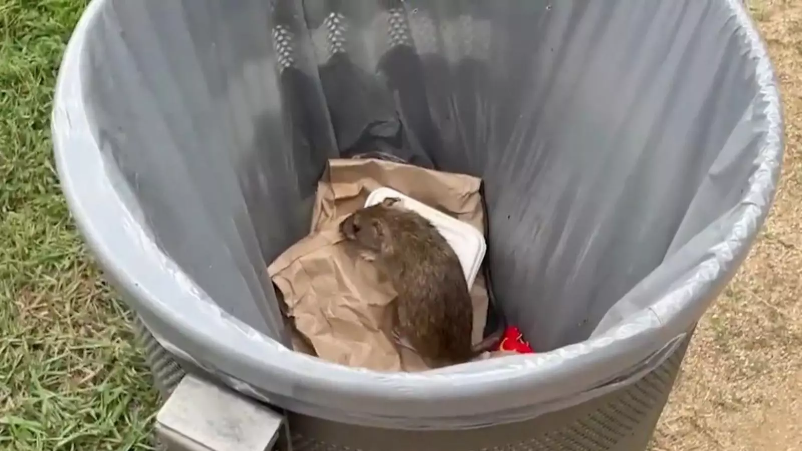Una rata en una paperera dels Jardins de Pedralbes