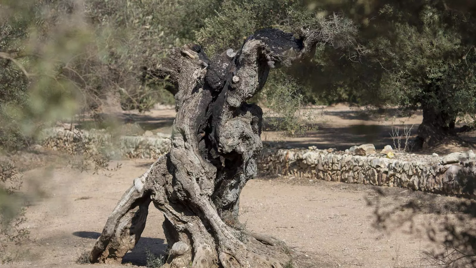 Oliveres mil·lenàries
L’espoli legal